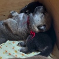 赤松ちゃんがお昼寝中♡