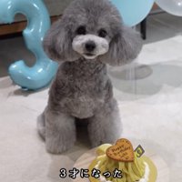 バースデーケーキの前でおすわりしている犬