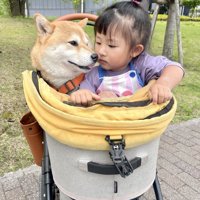 柴犬