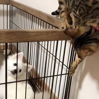 ナルちゃんを見るガブちゃん