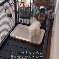 もち丸くん