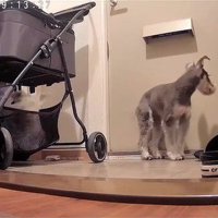 玄関で待機中のぷく君ともち君3