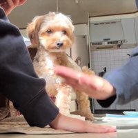 観察するコロちゃん