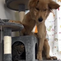 体勢を変える犬
