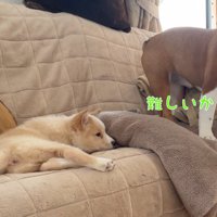 伏せてしまった子犬の側に立つ先住犬