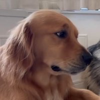 固い表情をするゴールデンレトリバー