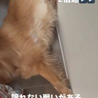 絶対に動こうとしない