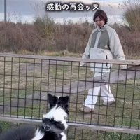 飼い主を出迎える中型犬