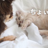 お手々をちょいちょい♪