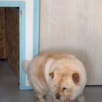 起き上がる犬