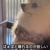 おばあちゃんと離れたくないすのぅちゃん