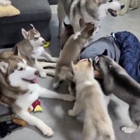 パパ、もみくちゃ！