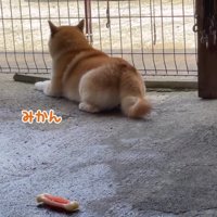 みかんちゃんも元気♪