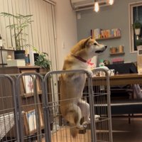 足を柵におろす犬