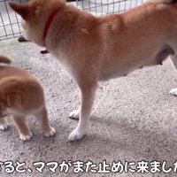 「危ないから行っちゃダメ！」