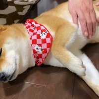 少し機嫌が良くなったよう♪