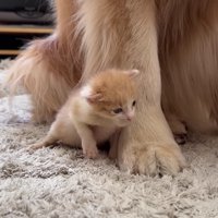 「落ち着く場所みっけ♪」