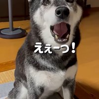 不満そうなこうめちゃん