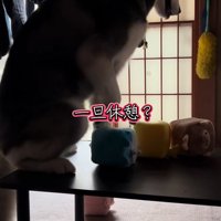 テーブルの上に座る大型犬