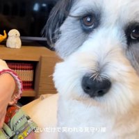 ドアップのわんこ