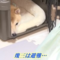 幾三くんは鏡が苦手