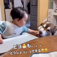 梨を食べるZIGGYくんと男の子6