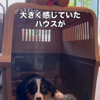 ハウスの中にいる小さな子犬