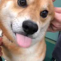 また舌が出るれお君