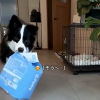 袋をくわえて運ぶ犬