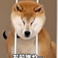 柵の間にハマった顔を引き抜こうとする犬
