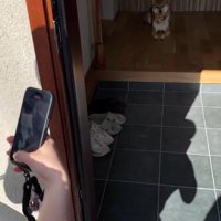 お友達が遊びに来た時のはちちゃん2