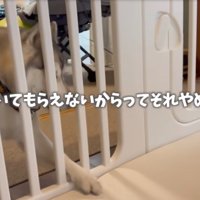 前足で引っ掻く犬