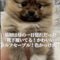片手で持ち上げられるポメラニアンの子犬