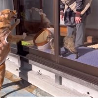 掃除の邪魔をする大型犬と猫