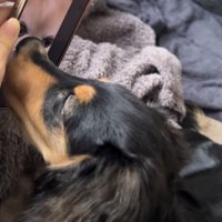 スマホに映るチワワにキスするダックス