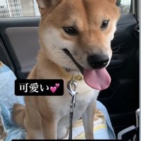 車に乗った柴犬