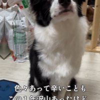 おすわりをして飼い主を見つめる犬