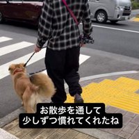 飼い主と散歩をする犬