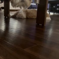 パーフェクトイリュージョン