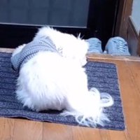 玄関マットの上で眠る犬