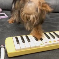 鍵盤を叩く足を一瞬止める犬