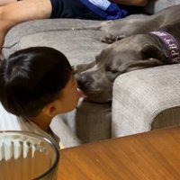 まどろみながら男の子の顔を舐める犬