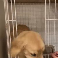 出ようとするかやちゃん