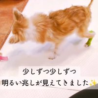 後ろ足を踏ん張って立ち上がる犬