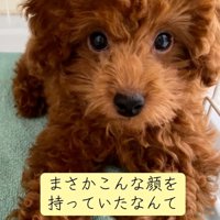 子犬のえるもくん4