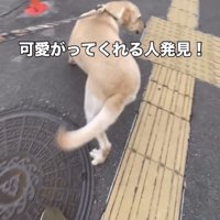 後ろを振り向く犬
