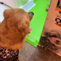 プリクラ機の中を覗く犬
