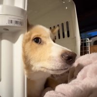 ケージの中に寝転がる犬