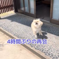 ますお君の熱烈歓迎4