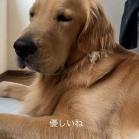 伏せをしたまま目を細める犬